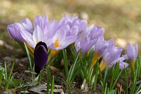 "Wie der Frühling mit den ersten Pflanzen durch den winterlichen Boden bricht, so verhält es sich mit der Osterwirklichkeit Gottes", sagt Bischof Hanke. pde-Foto: Geraldo Hoffmann