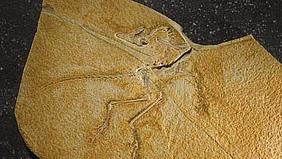 Archäopterix; Foto: www.jura-museum.de