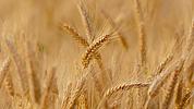 Getreide; Foto: pixabay