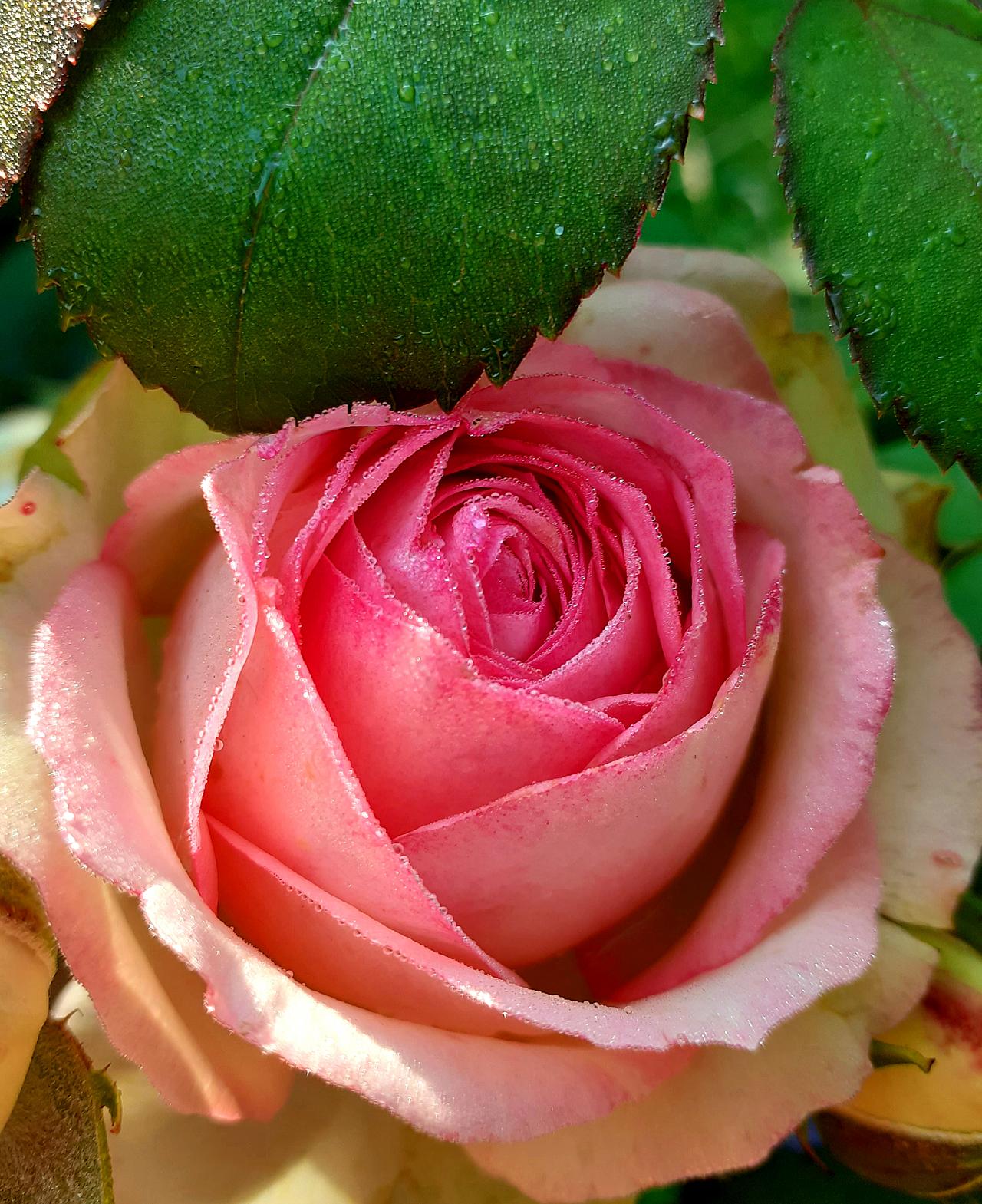 Eine rosafarbene Rose