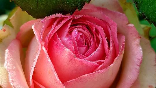 Eine rosafarbene Rose