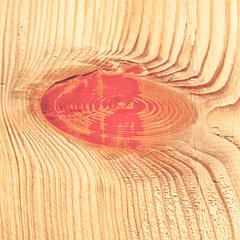 Jahresringe in einem Holzstück