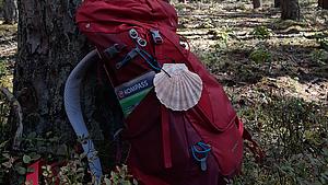 Pilgermuschel auf einem Rucksack, der an einen Baum gelehnt ist.