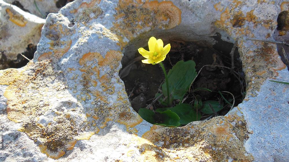 Blume die auf einem Stein wächst
