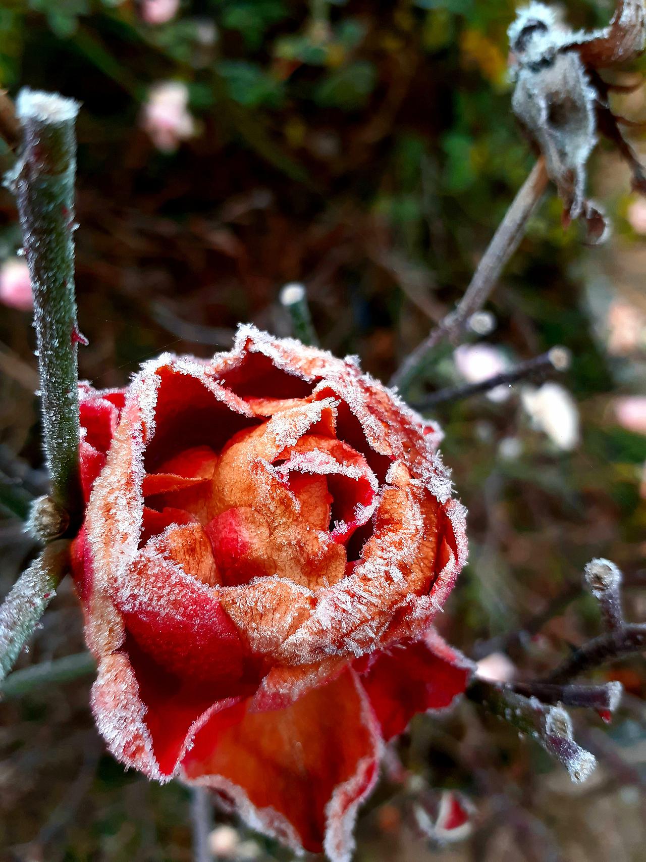 eine gefrorene Rose