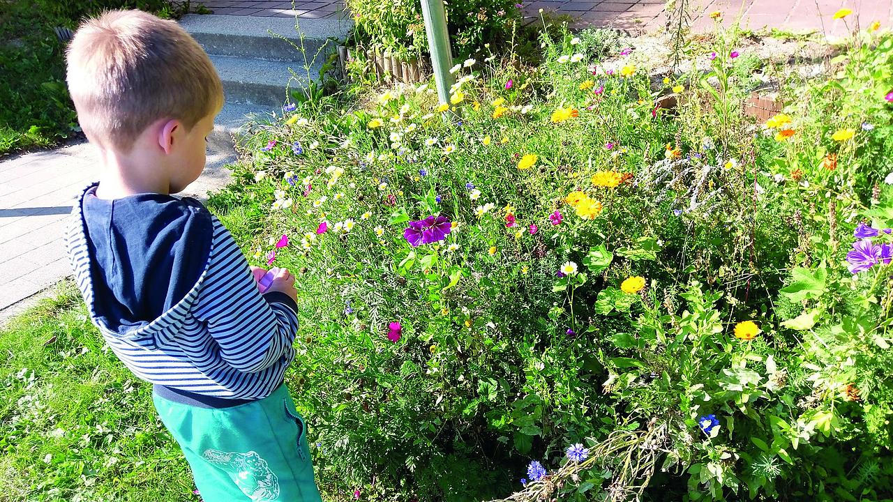 Kleiner Junge sieht einen Blumenbusch an