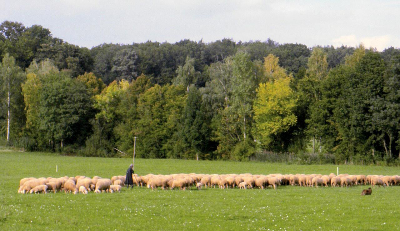Schäfer mit Herde, Foto: Erich Kraus