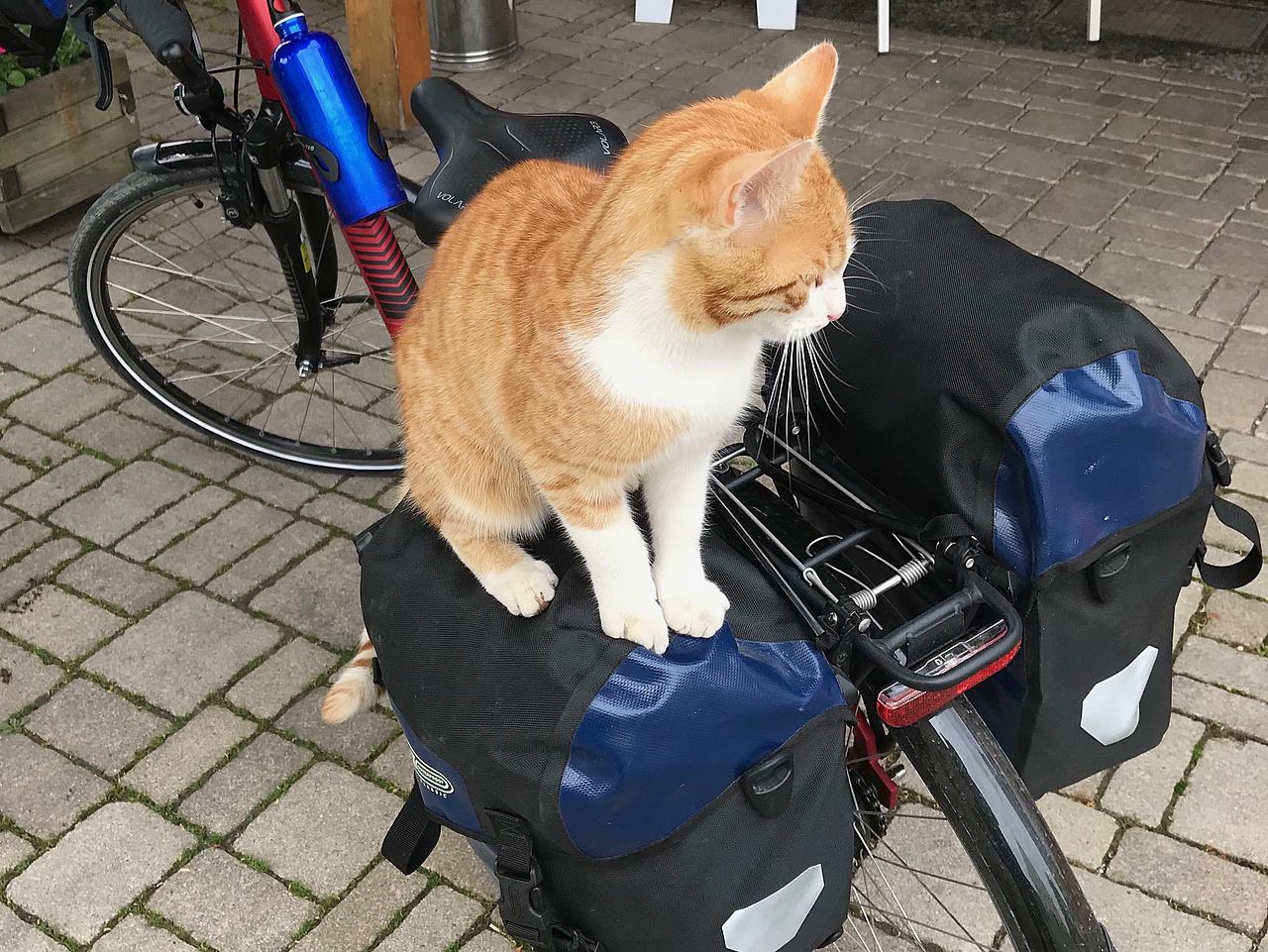 Katze sitzt auf einem Fahrradgepäckständer.