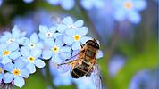 Eine Biene; Foto: pixabay