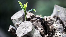 Kleine Pflanze; Foto: pixabay