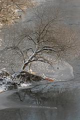 Baum im Eis