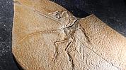 Eine Versteinrung zeigt den Urvogel Archaeopteryx