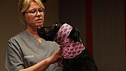 Tierärztin verbindet den Hundekopf mit einem rosafarbenen Verband